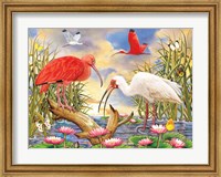 Framed Scarlet And White Ibis