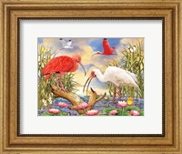 Framed Scarlet And White Ibis