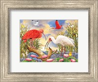 Framed Scarlet And White Ibis