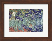 Framed Irises, Saint-Remy, c.1889