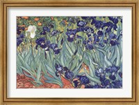 Framed Irises, Saint-Remy, c.1889