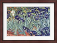 Framed Irises, Saint-Remy, c.1889