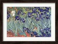 Framed Irises, Saint-Remy, c.1889