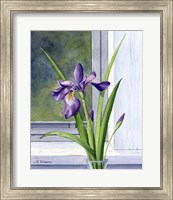 Framed Blue Flag-Wild Iris