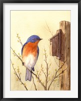 Framed Bluebird II