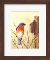 Framed Bluebird II