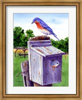 Framed Bluebird