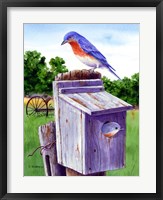 Framed Bluebird