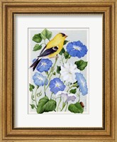 Framed Goldfinch And Morning Glories