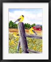 Framed Goldfinch