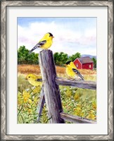 Framed Goldfinch