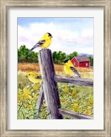 Framed Goldfinch