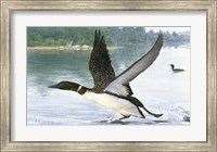Framed Loon Take-Off
