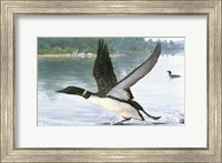 Framed Loon Take-Off