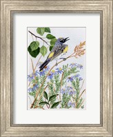 Framed Myrtle Warbler and Asters