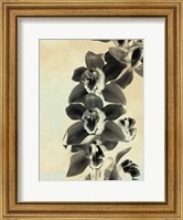 Framed Orchid Blush Panels IV