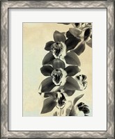 Framed Orchid Blush Panels IV