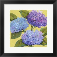 Spring Hydrangeas I Framed Print