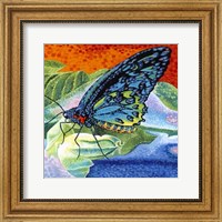 Framed Poised Butterfly II