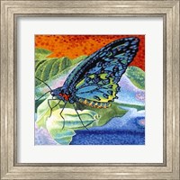 Framed Poised Butterfly II