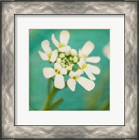 Framed White Flowers III