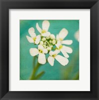 Framed White Flowers III