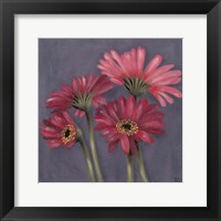 Gerbers on Grey I Framed Print