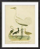 Framed Antique Crane & Heron