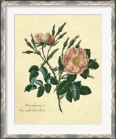 Framed Sweet Briar Rose