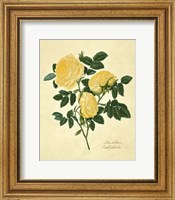 Framed Double Yellow Rose