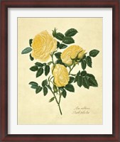 Framed Double Yellow Rose