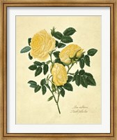 Framed Double Yellow Rose