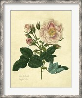 Framed Frankfort Rose