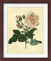 Framed Frankfort Rose