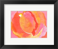 Framed Cabbage Rose I