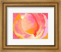 Framed Cabbage Rose III