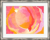 Framed Cabbage Rose III