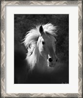 Framed Horse Portrait V