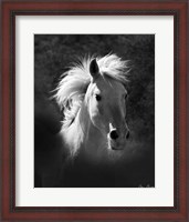 Framed Horse Portrait V