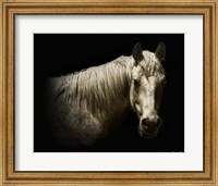 Framed Horse Portrait VI