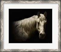 Framed Horse Portrait VI