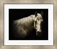 Framed Horse Portrait VI