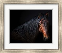 Framed Horse Portrait VII