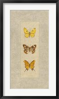 Framed Butterfly Trio I