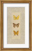 Framed Butterfly Trio I