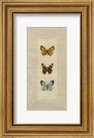Framed Butterfly Trio II