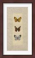 Framed Butterfly Trio II