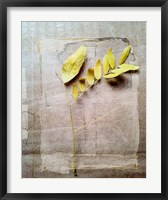 Framed Herbarium V
