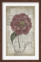Framed French Floral III