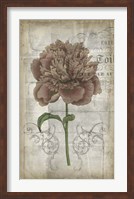 Framed French Floral IV